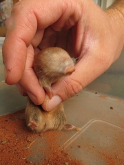 Amblysomus hottentotus