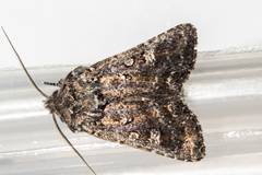 Ichneutica lithias