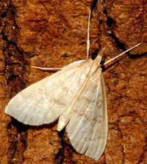 Metasia dicealis