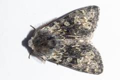 Ichneutica cana