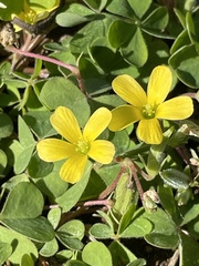 Oxalis corniculata