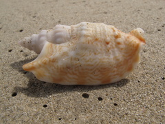 Euprotomus