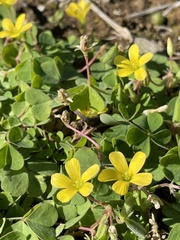 Oxalis corniculata