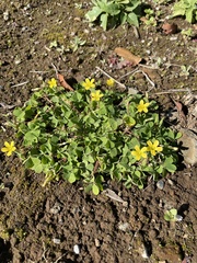 Oxalis corniculata