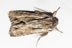 Ichneutica paracausta