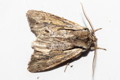 Ichneutica paracausta