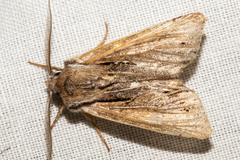 Ichneutica paracausta