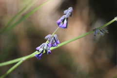 Salvia helianthemifolia