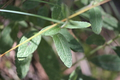 Salvia helianthemifolia