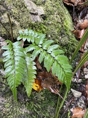 Polystichum wawranum