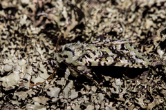 Meterana exquisita