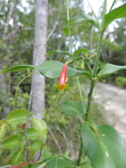 Lisianthius axillaris