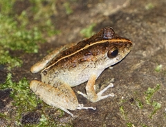 Craugastor aurilegulus