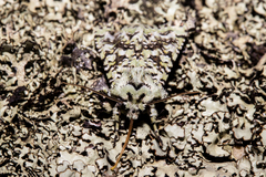 Meterana exquisita