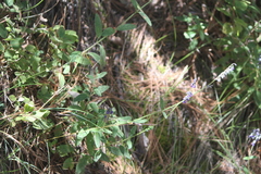 Salvia helianthemifolia