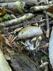 Glaucopodes