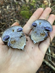 Glaucopodes