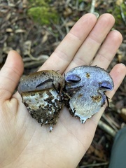 Glaucopodes