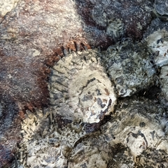 Saccostrea cuccullata