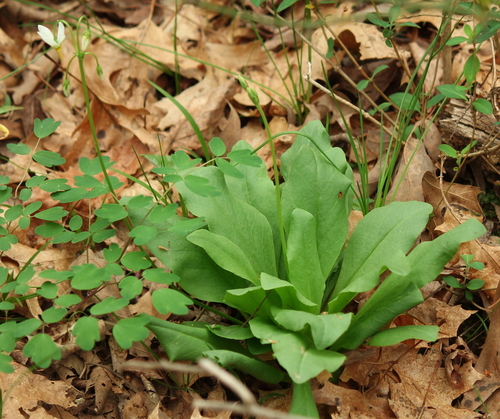 eastern shooting star
