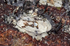 Saccostrea cuccullata