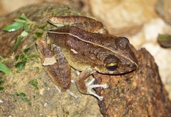 Craugastor aurilegulus