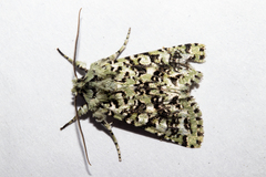 Meterana exquisita