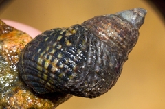 Planaxis sulcatus