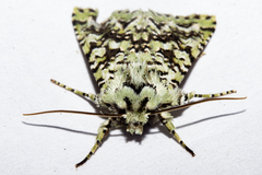 Meterana exquisita