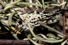 Meterana exquisita