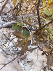Quercus × pauciloba