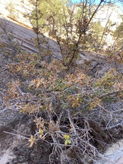 Quercus × pauciloba