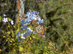 Danaus plexippus