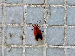 Phauda flammans