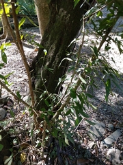 Diospyros japonica