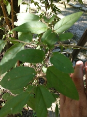 Diospyros japonica