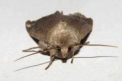 Ichneutica nullifera