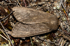 Ichneutica nullifera