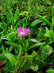Carpobrotus dimidiatus