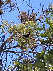 Zanda funerea funerea