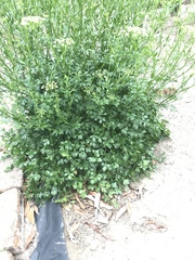 Petroselinum crispum
