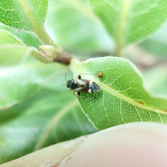 Ausejanus albisignatus