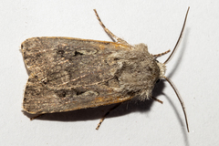 Agrotis admirationis