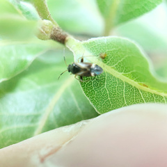 Ausejanus albisignatus