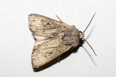 Agrotis admirationis
