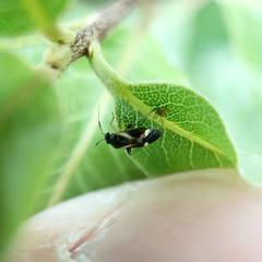 Ausejanus albisignatus