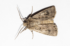 Agrotis admirationis