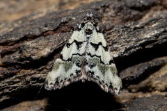Dichromodes gypsotis
