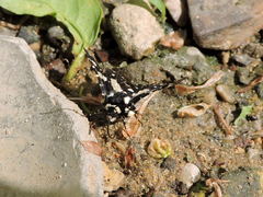 Pseudothyris sepulchralis