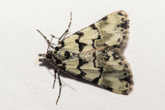 Dichromodes gypsotis